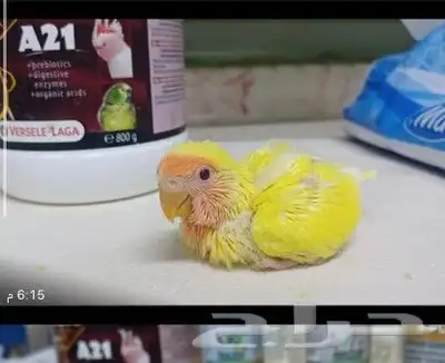 فروخ ببغاء روز لاتينو 2