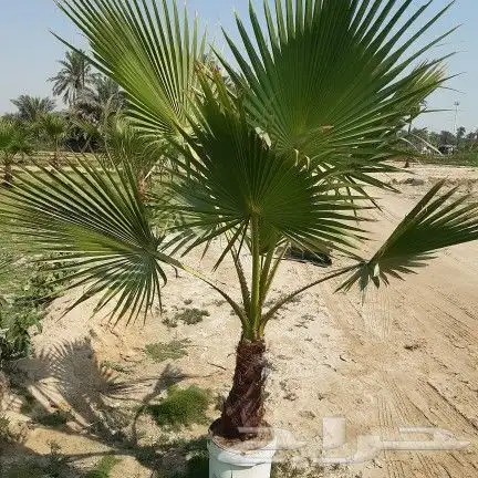 تنسيق الحدائق والشلالات والنوافير 6