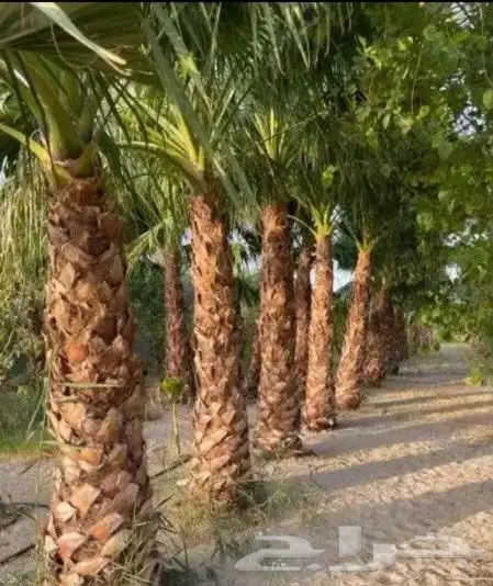 تنسيق الحدائق والشلالات والنوافير 7