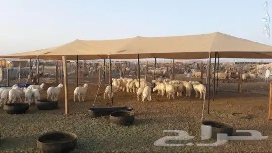 مضلة غنم 1