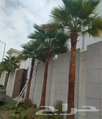 متخصصون في زراعه النخيل المقاسات من1متر ثالا10متر واشنطني زي 15