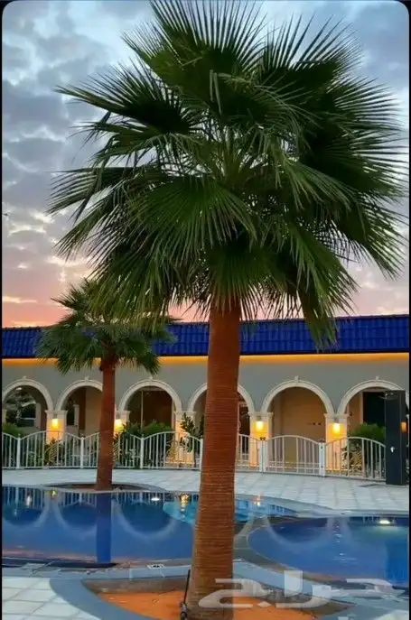 متخصصون في زراعه النخيل المقاسات من1متر ثالا10متر واشنطني زي 4