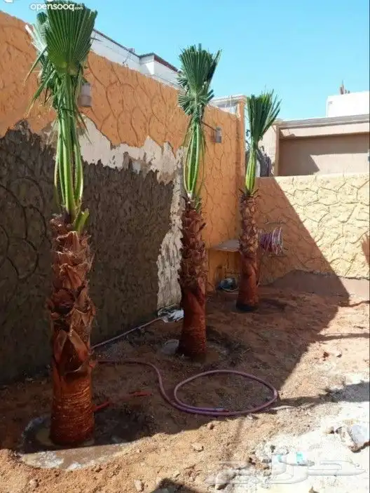 متخصصون في زراعه النخيل المقاسات من1متر ثالا10متر واشنطني زي 16