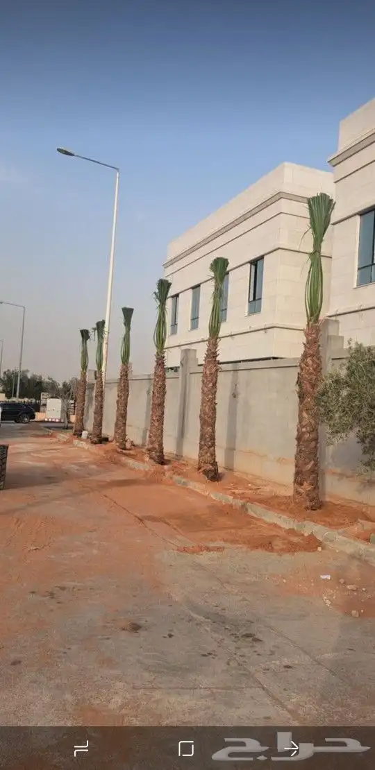 متخصصون في زراعه النخيل المقاسات من1متر ثالا10متر واشنطني زي 19