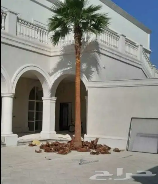 متخصصون في زراعه النخيل المقاسات من1متر ثالا10متر واشنطني زي 1