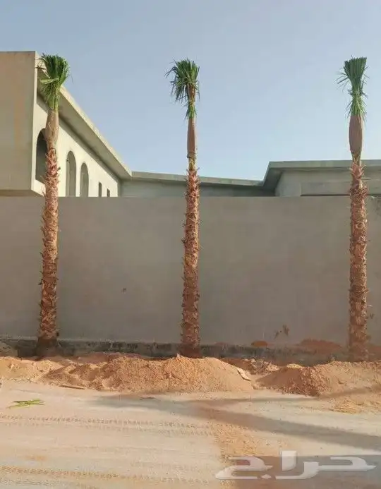 متخصصون في زراعه النخيل المقاسات من1متر ثالا10متر واشنطني زي 18