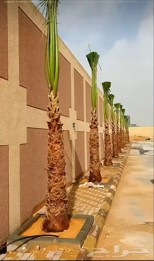 متخصصون في زراعه النخيل المقاسات من1متر ثالا10متر واشنطني زي 2