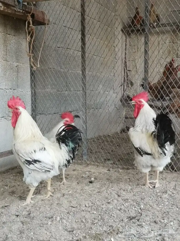 للبيع صوص دجاج انقليزي الساسكس 4