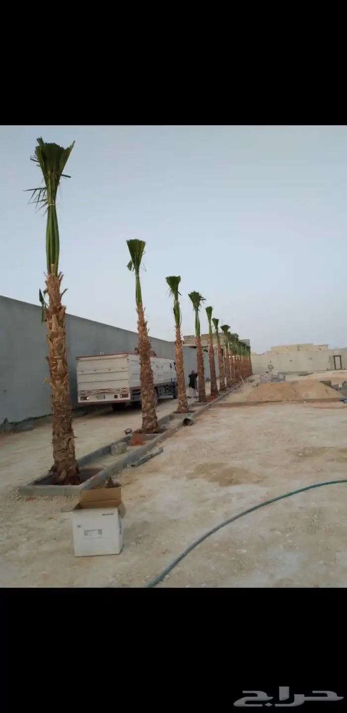 متخصصون في زراعه النخيل المقاسات من1متر ثالا10متر واشنطني زي 13