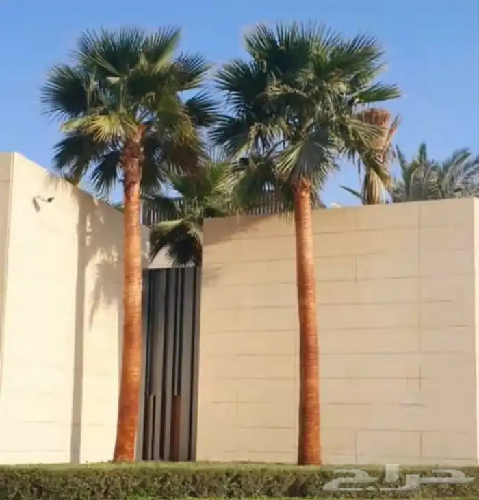 متخصصون في زراعه النخيل المقاسات من1متر ثالا10متر واشنطني زي 14