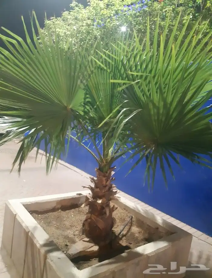 متخصصون في زراعه النخيل المقاسات من1متر ثالا10متر واشنطني زي 12
