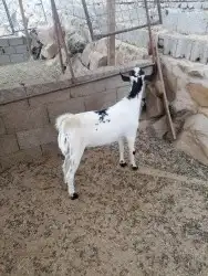ذبايح تيوس جنوبيه  عوارض  طليان ورخال 0