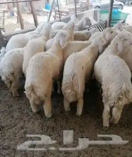 ذبايح تيوس جنوبيه  عوارض  طليان ورخال 7