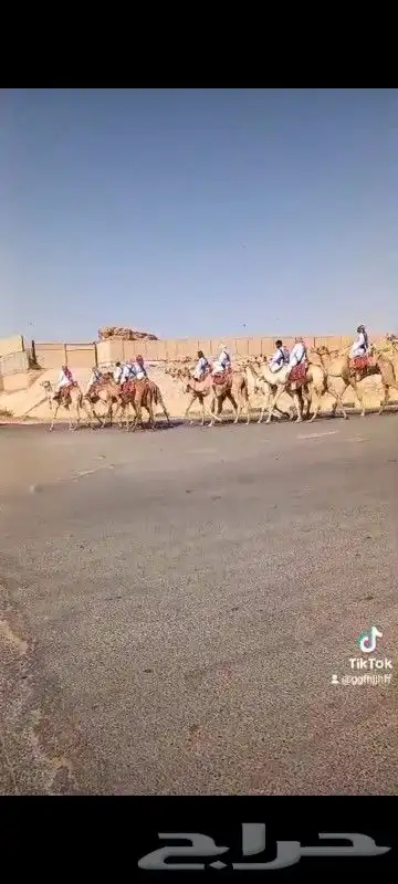 اجار دبابات خيول سياسي حنطور جمال كل المناطق 2