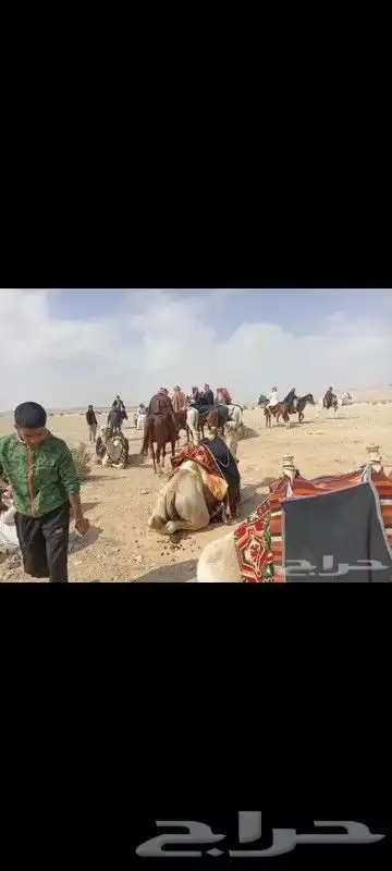 اجار دبابات خيول سياسي حنطور جمال كل المناطق 0
