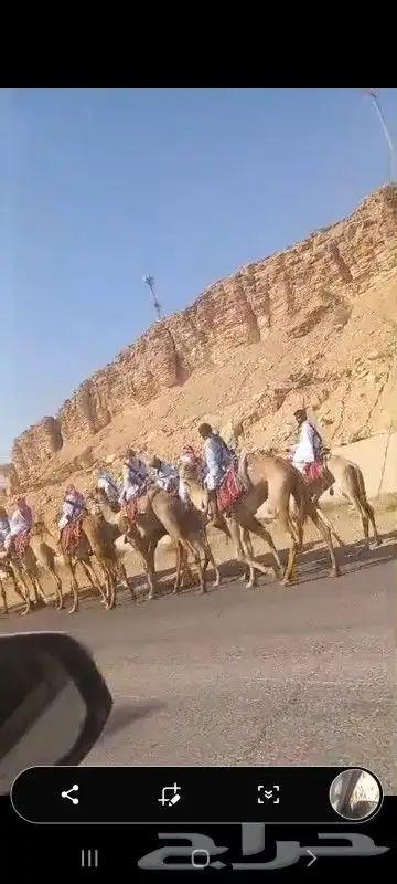 اجار دبابات خيول سياسي حنطور جمال كل المناطق 3