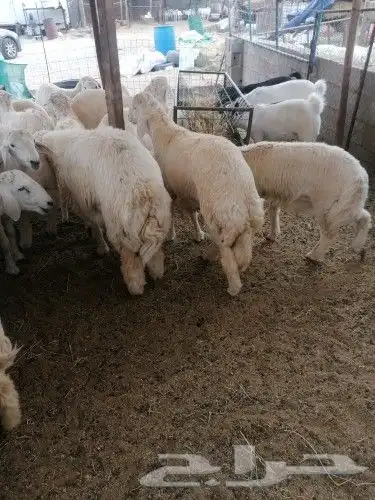ذبايح تيوس جنوبيه  عوارض  طليان ورخال 8