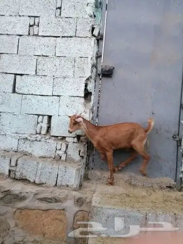 ذبايح تيوس جنوبيه  عوارض  طليان ورخال 3