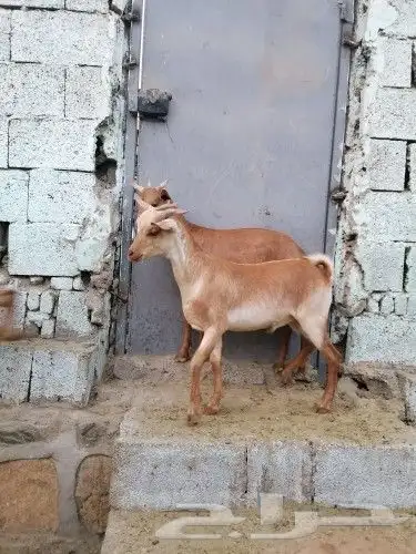ذبايح تيوس جنوبيه  عوارض  طليان ورخال 4
