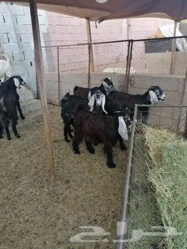 ذبايح تيوس جنوبيه  عوارض  طليان ورخال 2