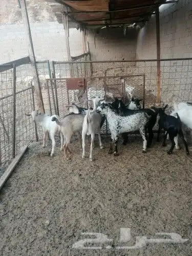 ذبايح تيوس جنوبيه  عوارض  طليان ورخال 1