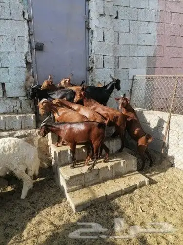 ذبايح تيوس جنوبيه  عوارض  طليان ورخال 5