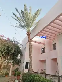 تكريب وتنظيف وتلقيح النخيل 1