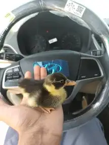 بط أليف 2