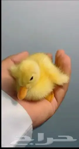 بط أليف 0