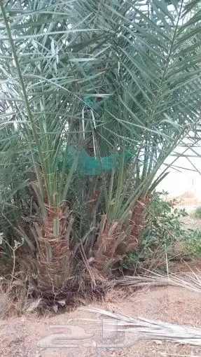 فسايل جميع انواع النخيل 7