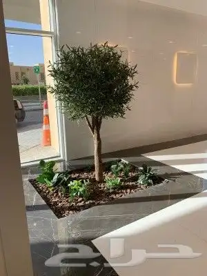 اشجار زيتون صناعي 2