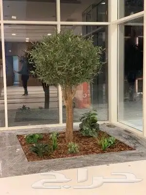 اشجار زيتون صناعي 3