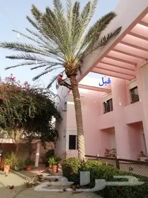 تكريب وتنظيف وتلقيح النخيل 0