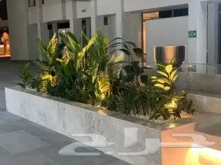 اشجار زيتون صناعي 5