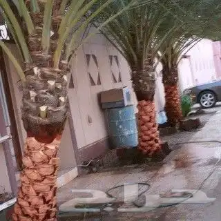 تكريب وتنظيف وتلقيح النخيل 16