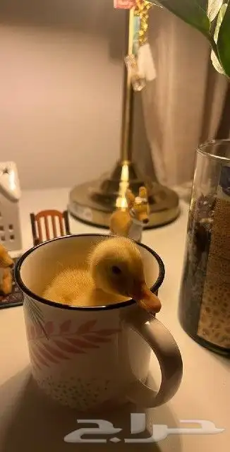 بط أليف 3