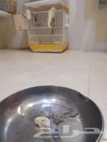 بخور طارد الحشرات والفاش والطفيليات PRONAFIT PRO-SMOKE 5