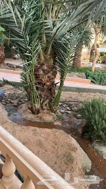 فسايل جميع انواع النخيل 1