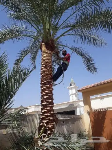 تكريب وتنظيف وتلقيح النخيل 17