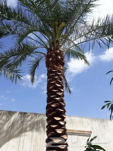 تكريب وتنظيف وتلقيح النخيل 14