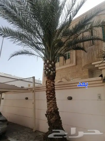 تكريب وتنظيف وتلقيح النخيل 7