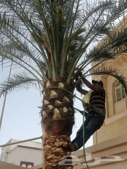 تكريب وتنظيف وتلقيح النخيل 9