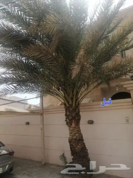 تكريب وتنظيف وتلقيح النخيل 6