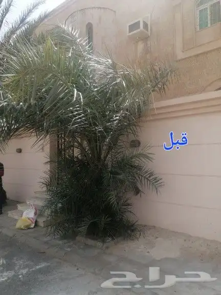 تكريب وتنظيف وتلقيح النخيل 10
