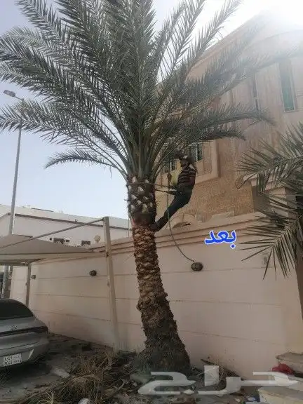 تكريب وتنظيف وتلقيح النخيل 8