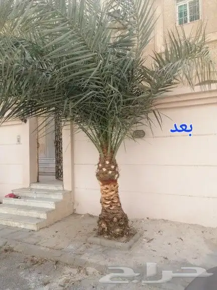 تكريب وتنظيف وتلقيح النخيل 11