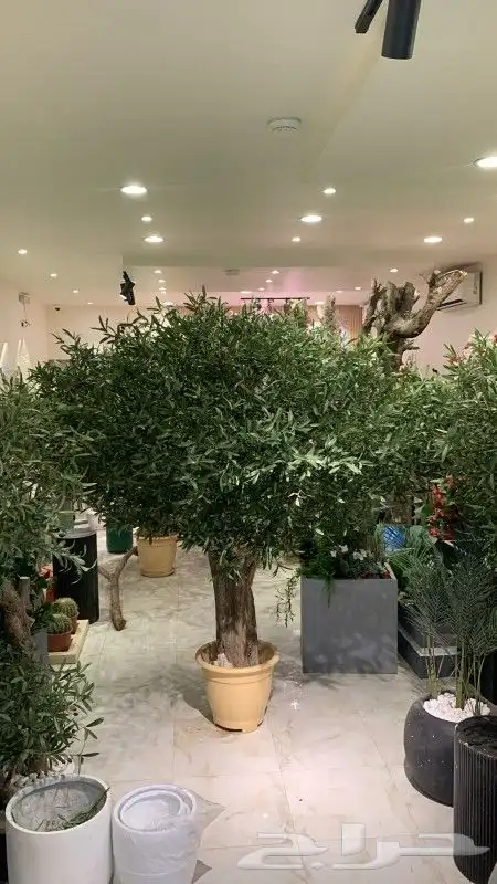 اشجار زيتون صناعي 0