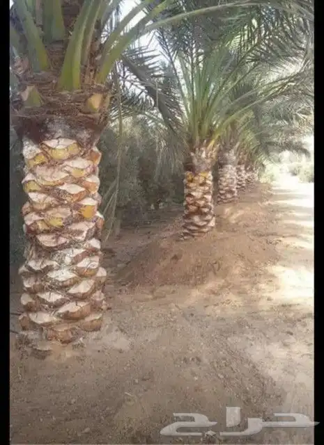 تكريب وتنظيف وتلقيح النخيل 15