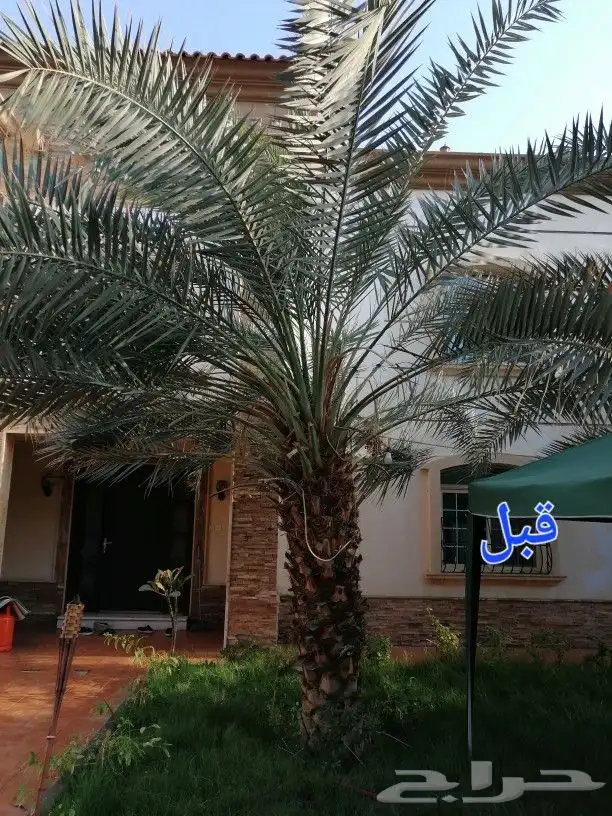 تكريب وتنظيف وتلقيح النخيل 12