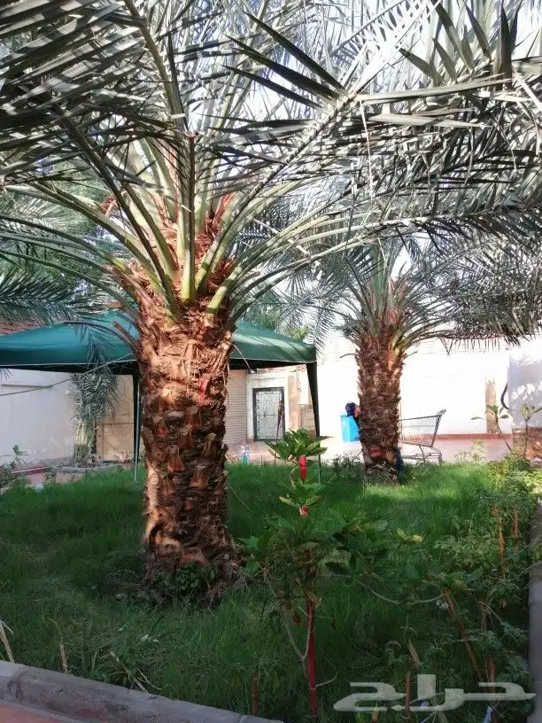 تكريب وتنظيف وتلقيح النخيل 19